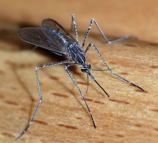 Certain types of mosquitoes can carry Zika virus.